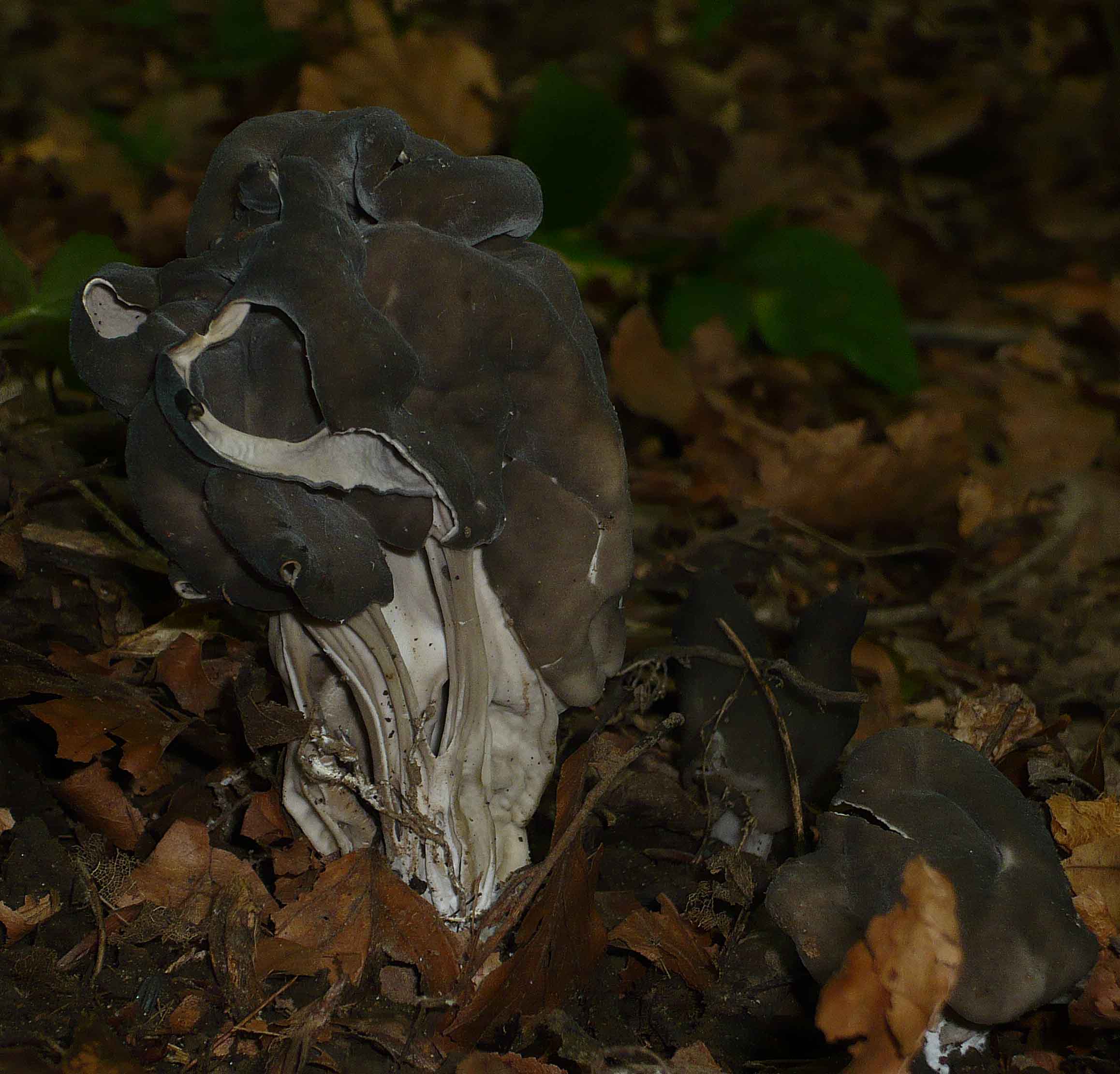 Helvella cfr sulcata